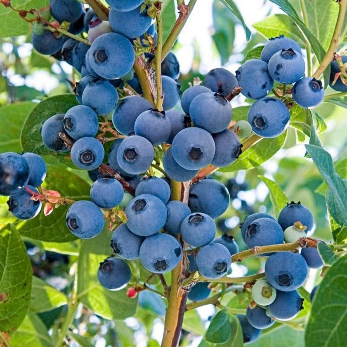 Wivolibe raspberry seeds pack suitable for container gardening and summer fruit