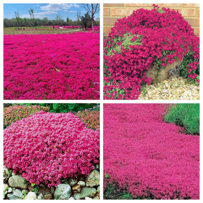 Wivolibe Red Creeping Thyme seeds pack for low-water ground cover.