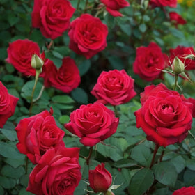 Wivolibe rose bush in full bloom with rich colors
