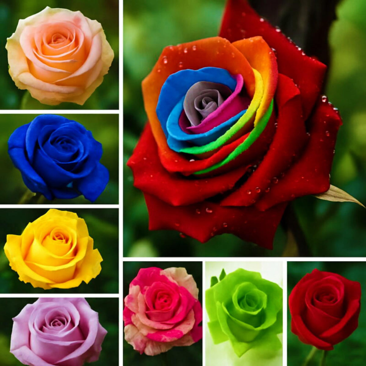 Wivolibe rose seeds non-GMO pack ready to plant for vibrant blooms
