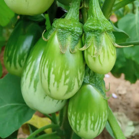Wivolibe round green eggplant seeds pack for easy home garden growth.
