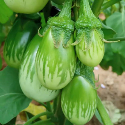 Wivolibe round green eggplant seeds pack for easy home garden growth.