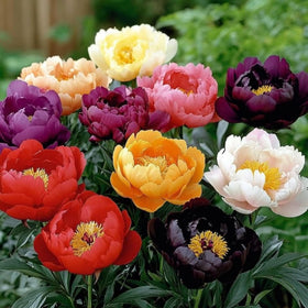 Wivolibe seeds show potential for pollinator-friendly blooms in outdoor spaces.
