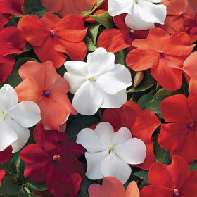 Wivolibe seed sowing guide for periwinkle germination at 65–70 F.