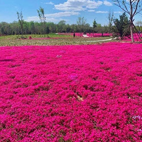 Sowing thyme seeds in a container supports easy germination.