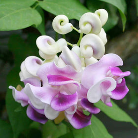 Wivolibe snail vine seeds pack ready for indoor or outdoor planting