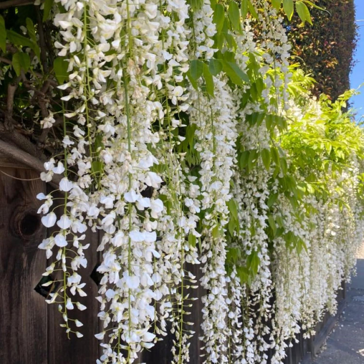 Sowing Wivolibe jasmine seeds into moist soil promotes healthy vine growth