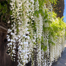 Sowing Wivolibe jasmine seeds into moist soil promotes healthy vine growth