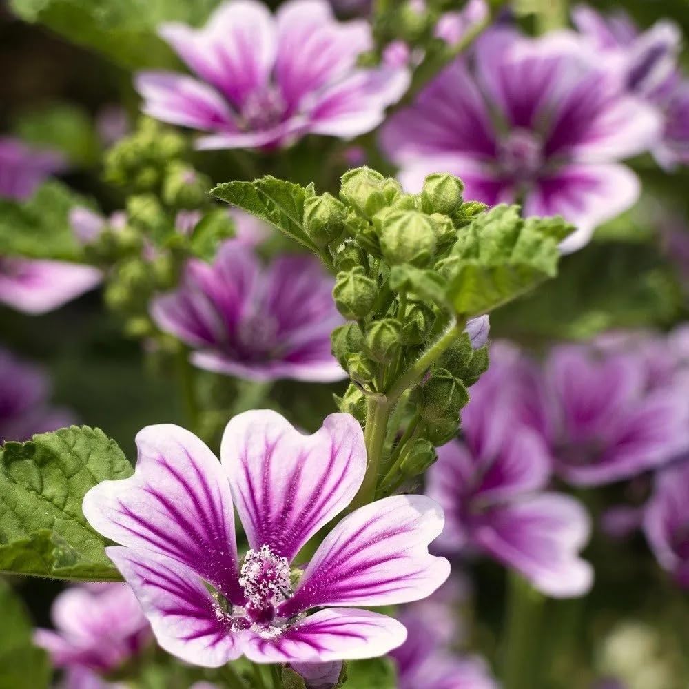 Wivolibe sowing steps for malva seeds in prepared soil.