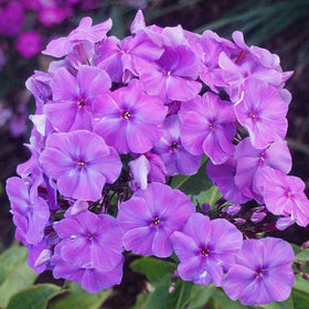 Wivolibe phlox spring blooms adding color to borders and beds