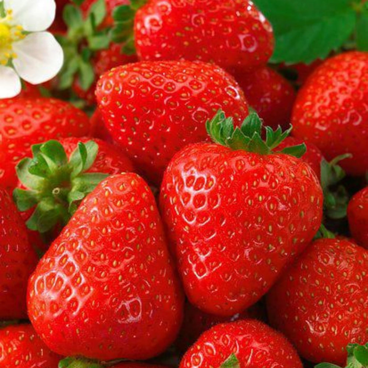 Wivolibe harvest-ready berries captivate with aroma and bright red color for desserts.