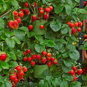 Wivolibe strawberry plants in garden thrive in fertile soil for flavorful berries.
