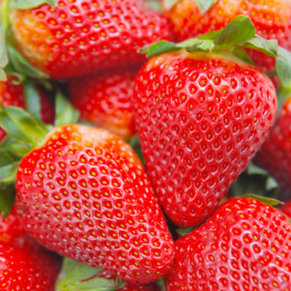 Wivolibe strawberry seeds close-up for home garden planting and fresh fruit.