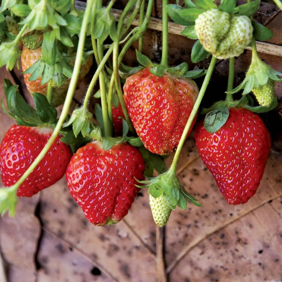 Wivolibe strawberry seeds garden setup view for a home patch.