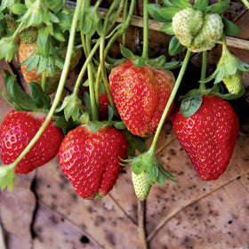 Wivolibe strawberry seeds garden setup view for a home patch.