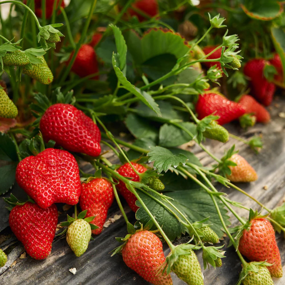 Wivolibe strawberry seeds germination action showing planting steps.