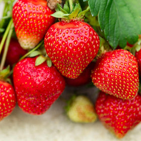 Wivolibe seeds germination in tray supports easy start for home garden berries.
