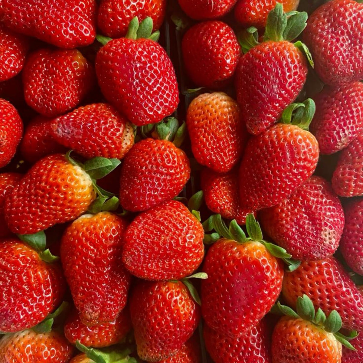 Wivolibe strawberry seeds home garden ready for fresh berries and joy.