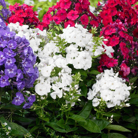 Wivolibe plantings in full sun showcase sun-loving charm and easy maintenance.