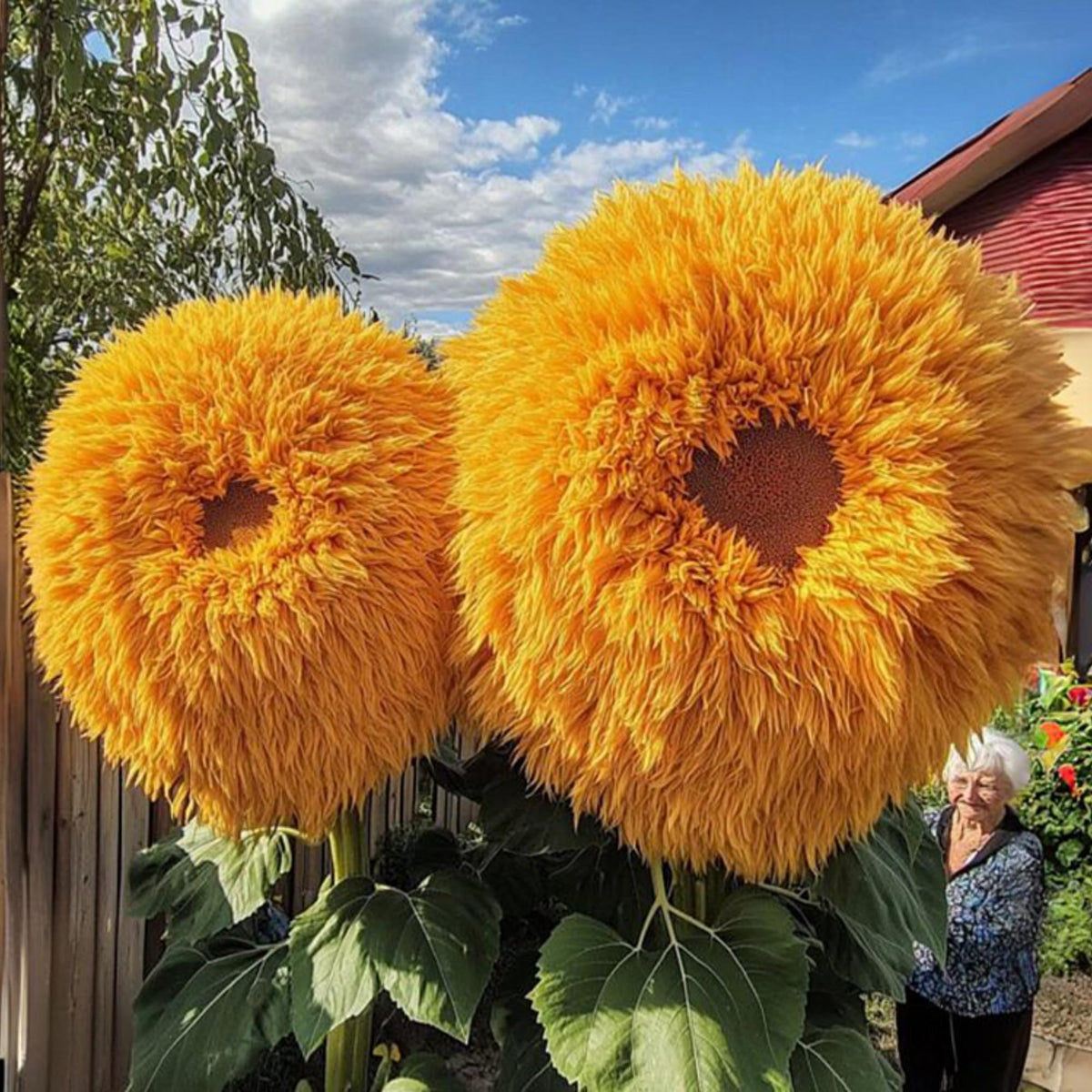 Wivolibe sunflower head close-up shows large 10–20 inch bloom size.