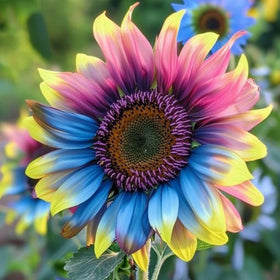 Wivolibe sunflower seeds in a garden setup for easy planting success