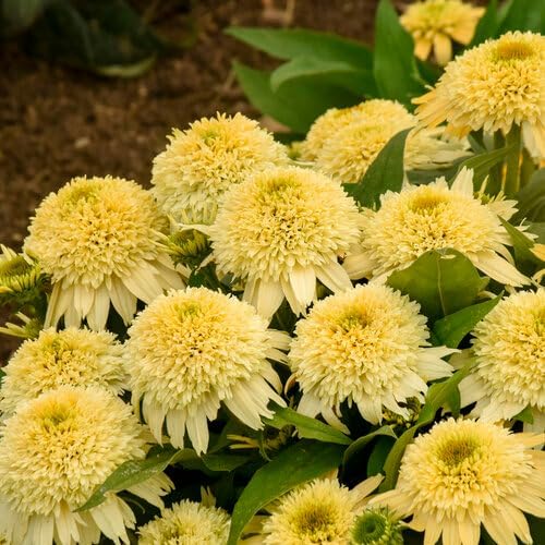 Wivolibe sunny-border coneflower seeds ideal for bright garden borders