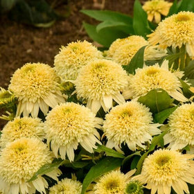 Wivolibe sunny-border coneflower seeds ideal for bright garden borders
