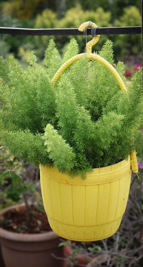 Wivolibe Terrarium-ready Nanus fern creates a miniature green focal point