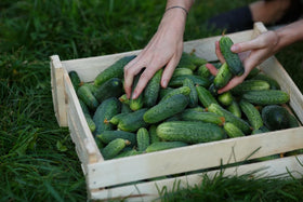 Wivolibe cucumber vines trellised for space-saving growth.