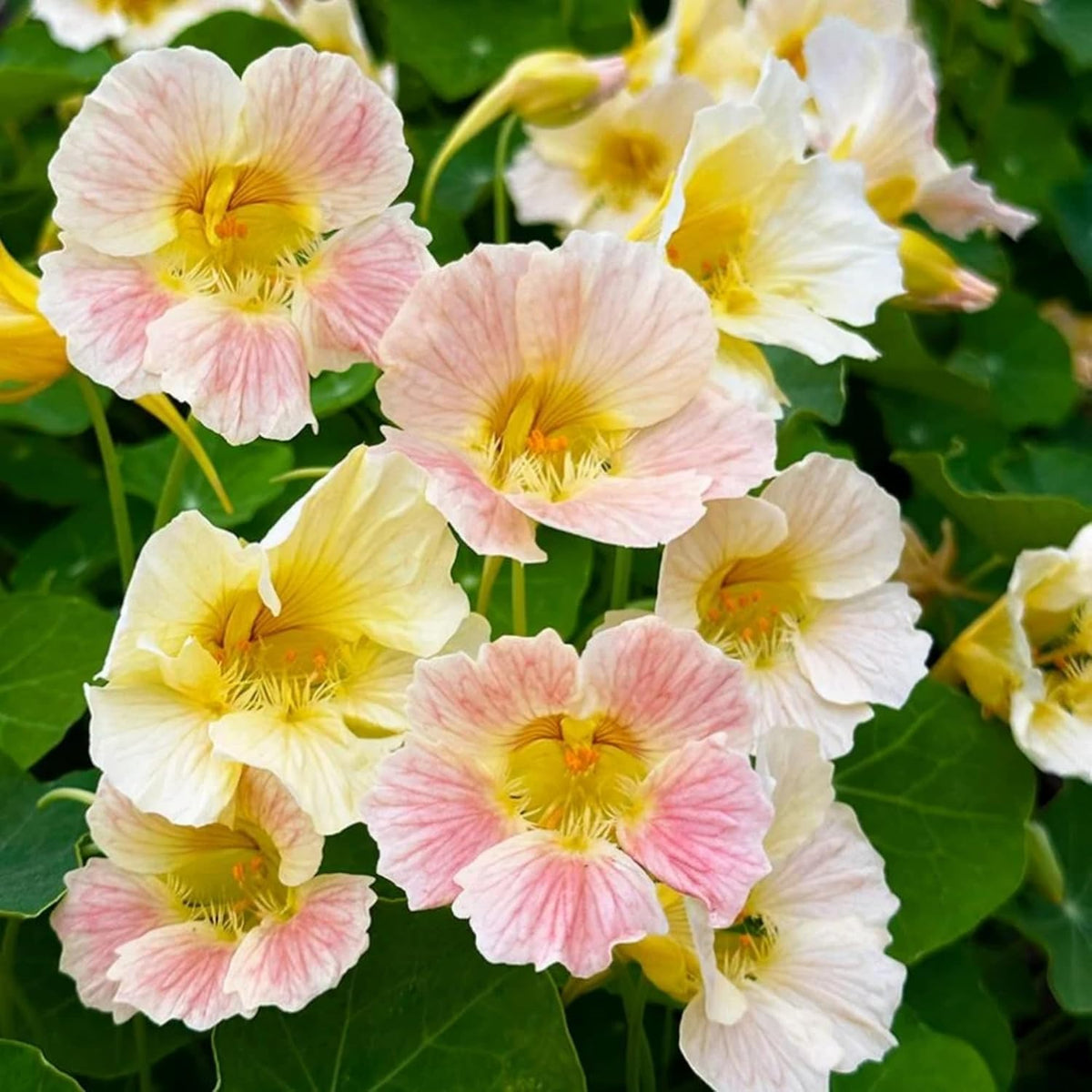 Wivolibe Tropaeolum majus blooms brighten borders and attract pollinators.