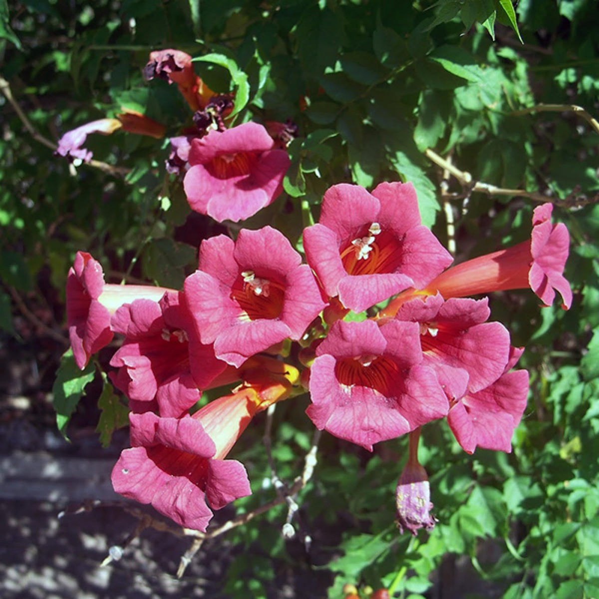 Wivolibe Trumpet Vine Seeds 50plus seeds for an early, lush display