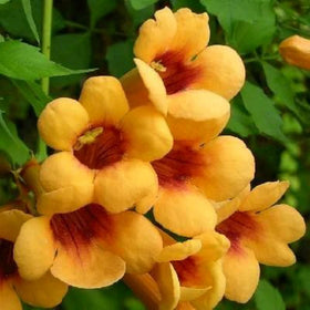 Wivolibe Trumpet Vine Seeds climbing vines to cover fences and structures