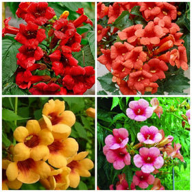Wivolibe Trumpet Vine Seeds mixed for a vibrant garden display