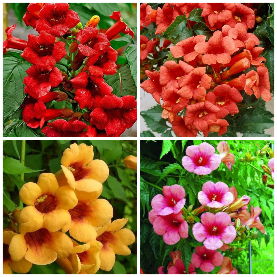 Wivolibe Trumpet Vine Seeds mixed for a vibrant garden display