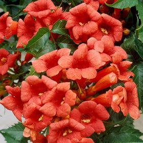 Wivolibe Trumpet Vine Seeds non-GMO option for reliable planting