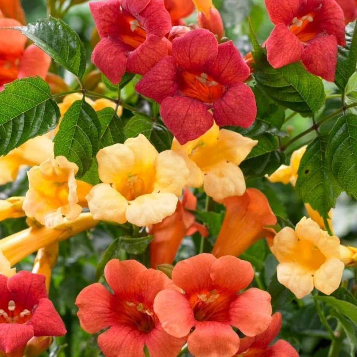 Wivolibe Trumpet Vine Seeds open pollinated variety for garden diversity