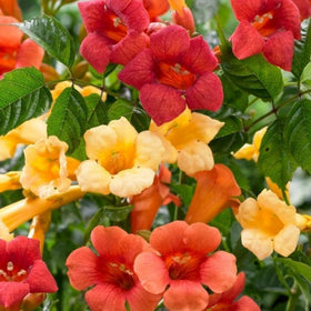 Wivolibe Trumpet Vine Seeds open pollinated variety for garden diversity