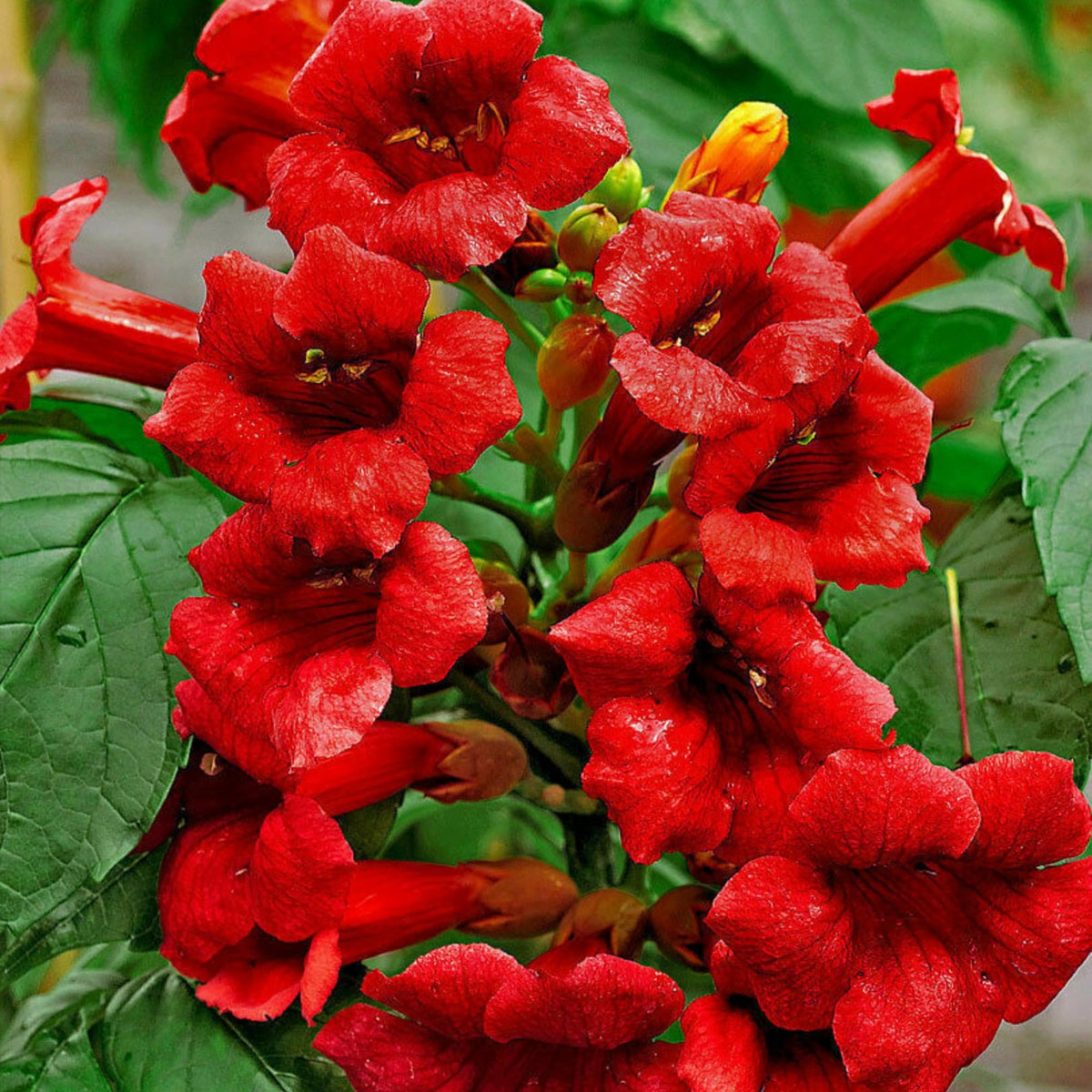 Wivolibe Trumpet Vine Seeds pollinator attracting blooms for hummingbirds