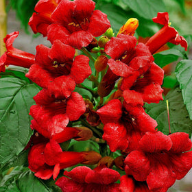 Wivolibe Trumpet Vine Seeds pollinator attracting blooms for hummingbirds