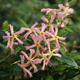 Wivolibe jasmine soil covered with vegetation ash for added nutrients.