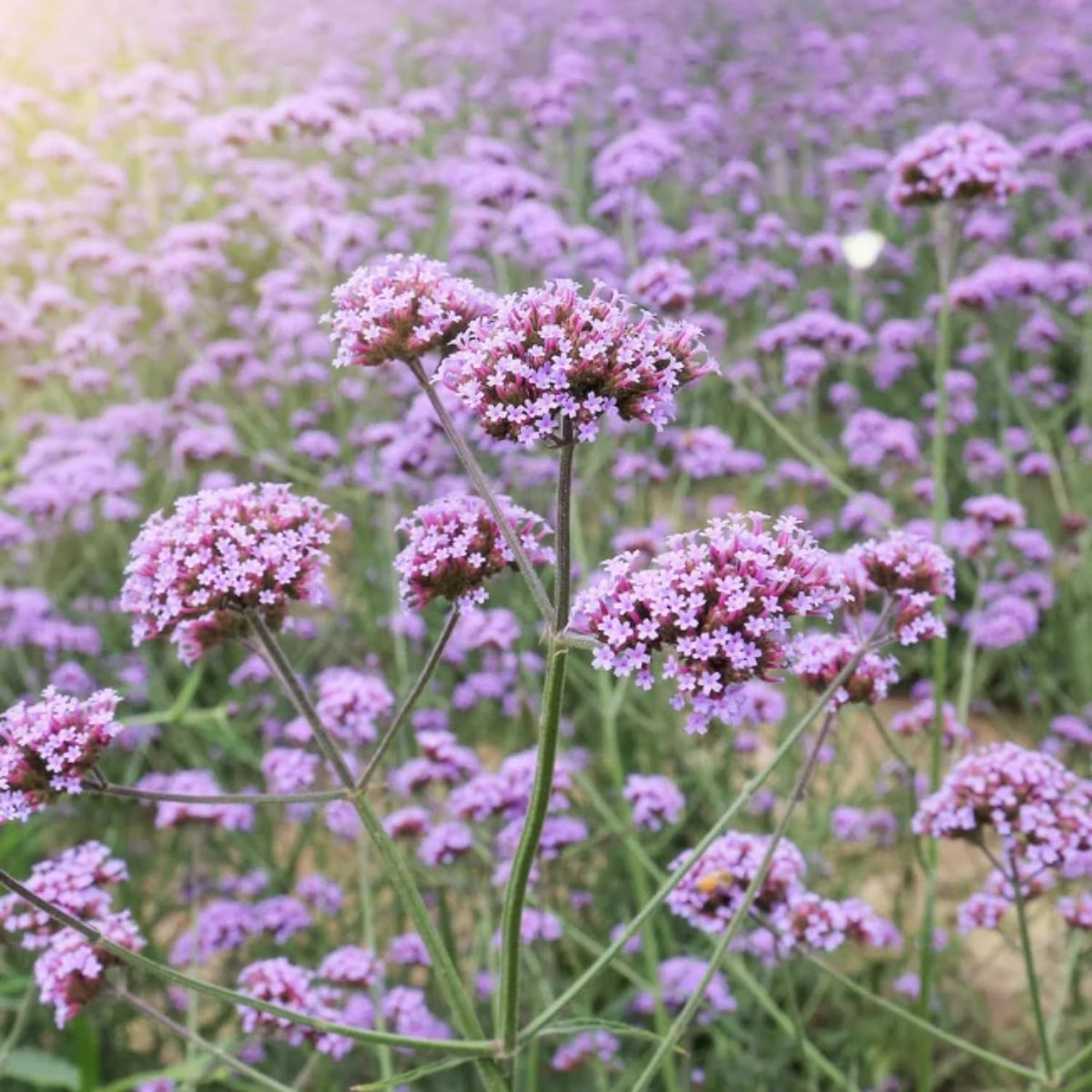 Wivolibe Verbena attracts butterflies and bees in a thriving pollinator garden.