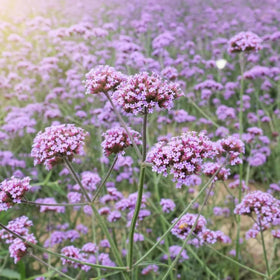 Wivolibe Verbena attracts butterflies and bees in a thriving pollinator garden.