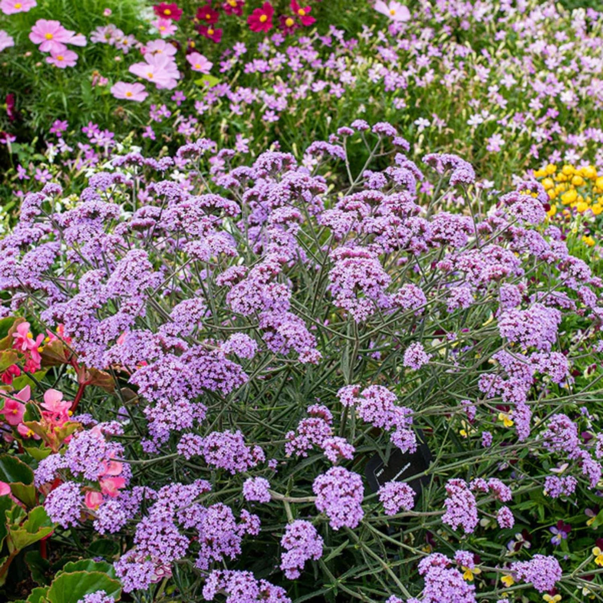 Wivolibe Verbena germination window shown as 20–30 days in warm soil.