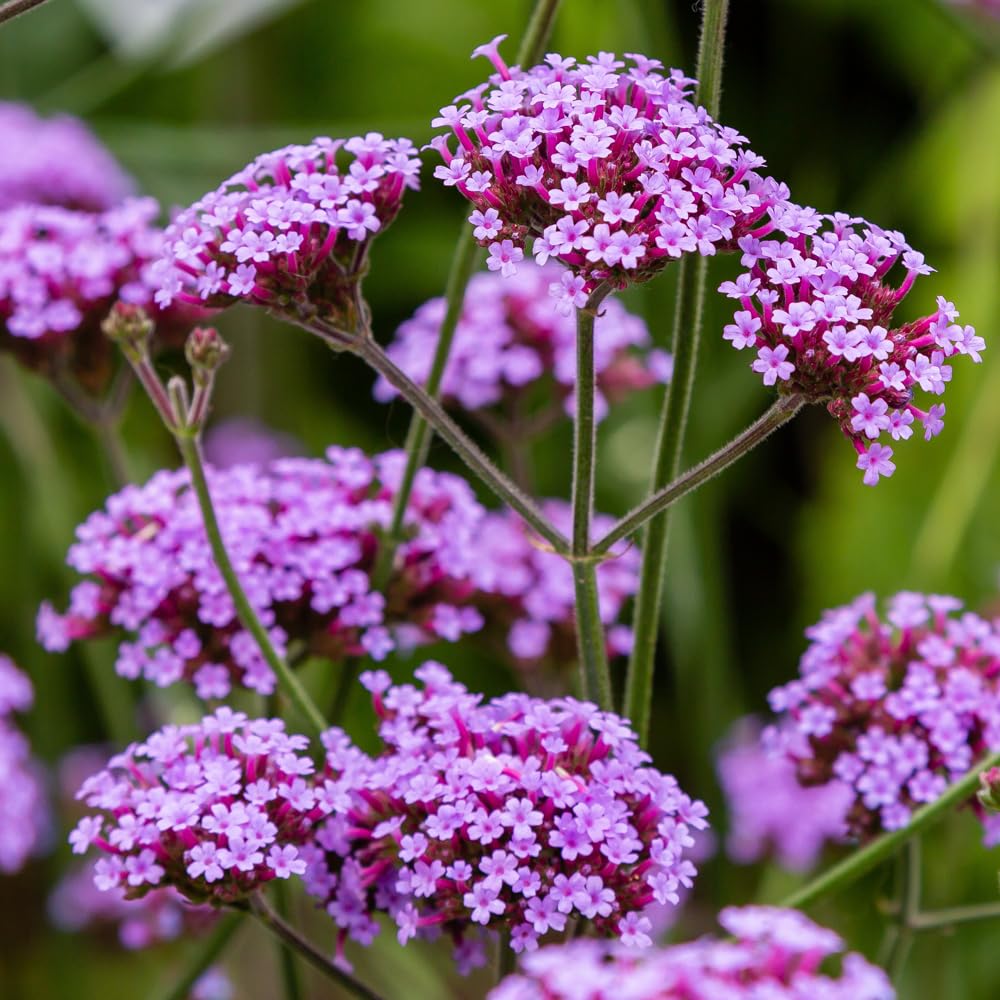 Wivolibe Verbena seeds pack for vibrant garden beds and containers.