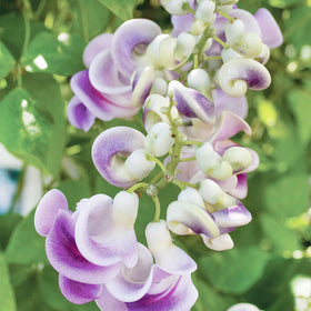 Wivolibe trellis-ready snail vine climbs fences for space-saving vertical color