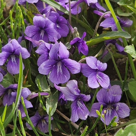 Wivolibe Viola seeds offer colorful blooms for borders and containers.