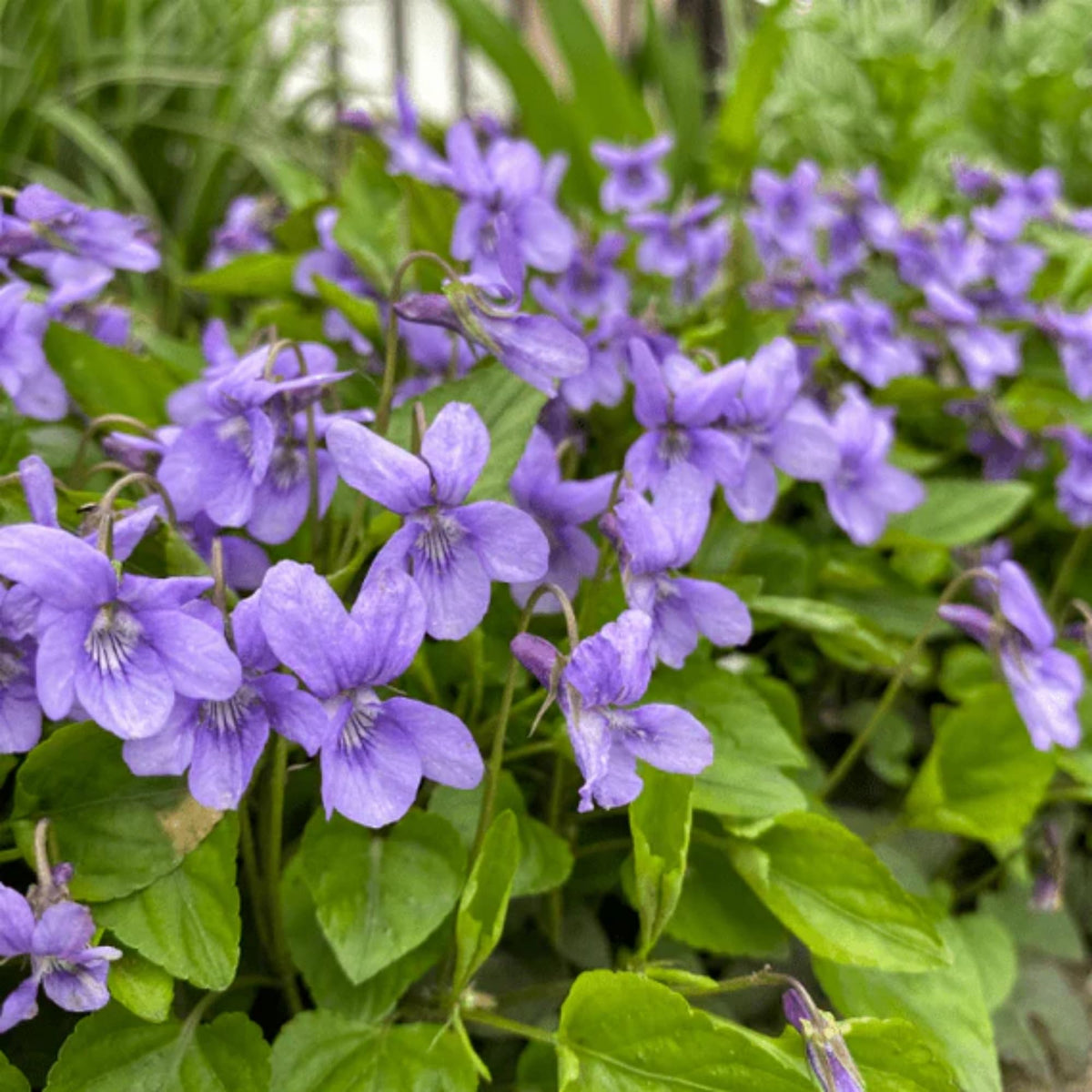 Wivolibe Viola seeds are easy to grow with strong germination rates.