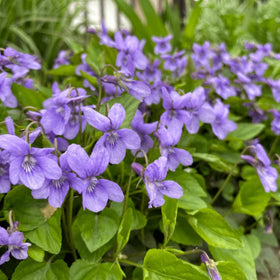Wivolibe Viola seeds are easy to grow with strong germination rates.