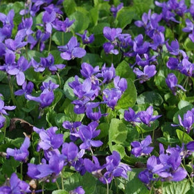 Wivolibe Viola seeds yield fragrant flowers to enhance outdoor spaces.