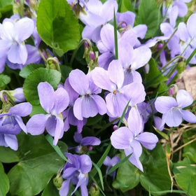 Wivolibe Viola seeds promise a long bloom season from spring to fall.